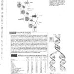 DUILIO BIOLOGIA MOLECOLARE-6_page-0001