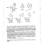 FUCCI BIOLOGIA MOLECOLARE-5_page-0001